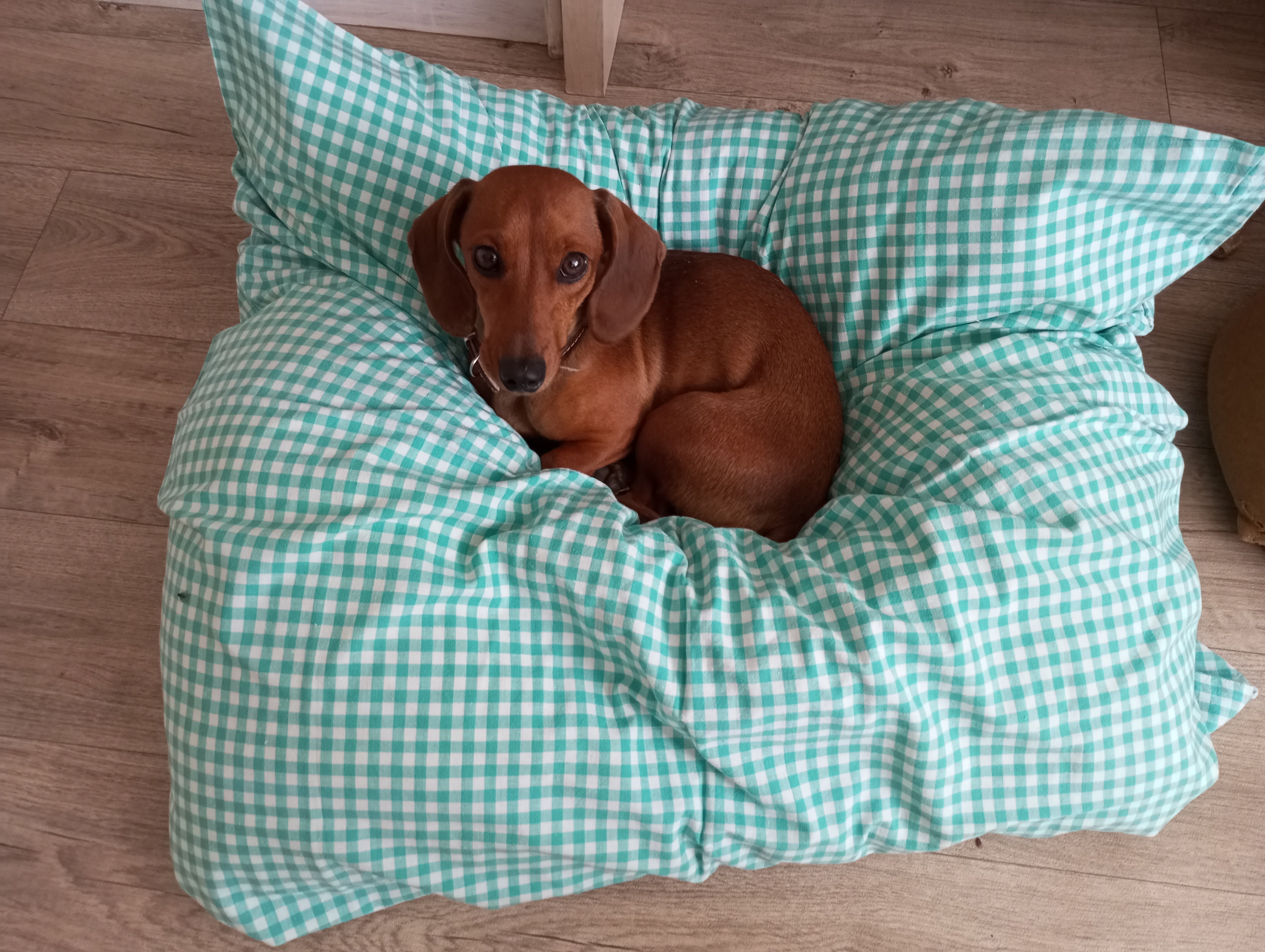 Jezevčík na polštáři